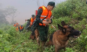 Đà Nẵng: Sử dụng chó nghiệp vụ tìm kiếm nạn nhân vụ sạt lở đất ở Hùng Sơn