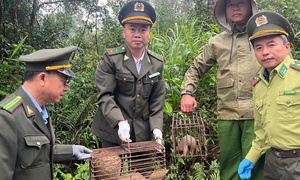 Clip thả 2 cá thể động vật quý hiếm lạc vào vườn nhà dân ở Huế về tự nhiên