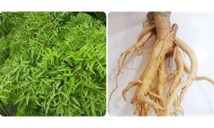 L&#225; v&#224; rễ đinh lăng c&#243; t&#225;c dụng g&#236;?