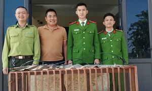 Tiếp nhận cá thể khỉ vàng quý hiếm do người dân tự nguyện giao nộp