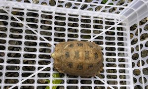 Rùa núi vàng quý hiếm bất ngờ đi lạc vào khuôn viên chùa