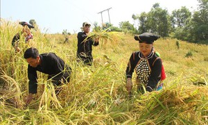 Những chính sách mới nổi bật có hiệu lực từ tháng 12/2025