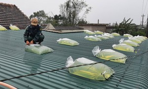 Hướng dẫn người dân bảo vệ nhà cửa trước khi bão số 13 đổ bộ