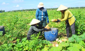 Tây Ninh phấn đấu giảm nghèo bền vững, hướng tới phát triển toàn diện