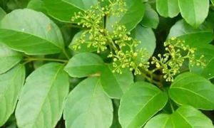 C&#226;y ch&#232; d&#226;y chữa bệnh g&#236;?