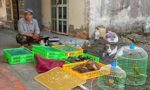 Người dân giao nộp 42 con chim, cò hoang dã để thả về tự nhiên