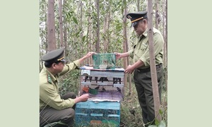 Đà Nẵng: Giải cứu nhiều chim kim oanh mỏ đỏ quý hiếm