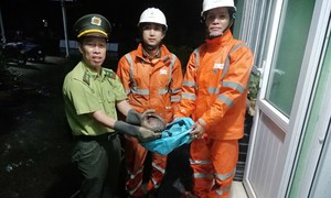 Kiểm lâm ở Huế tiếp nhận động vật quý hiếm do nhân viên điện lực cứu hộ trong đêm
