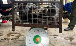 Liên tiếp phát hiện động vật quý hiếm bò vào vườn nhà dân