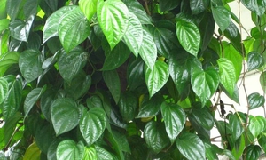 8 tiềm năng chữa bệnh của l&#225; trầu kh&#244;ng