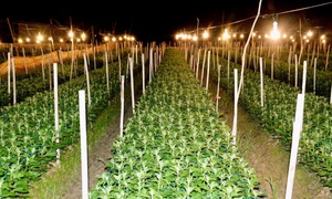 Làng hoa lớn nhất Nghệ An chong đèn xuyên đêm bước vào vụ hoa Tết