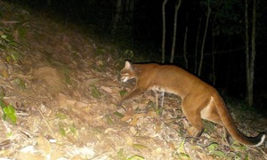 Lần đầu ghi nhận hình ảnh Beo lửa quý hiếm tại Khu Bảo tồn thiên nhiên Pù Hoạt