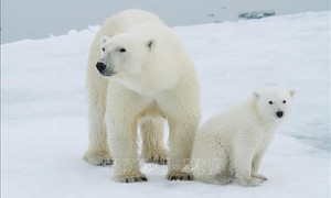 Hy hữu trường hợp gấu Bắc cực nhận con nuôi