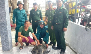 Ngư dân trao trả đồi mồi dứa quý hiếm về với biển