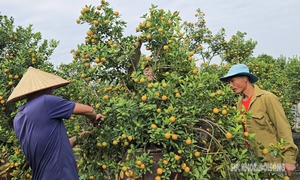 Người dân Tứ Liên hối hả đưa quất 'vào thế'