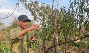 Vườn đào Nhật Tân, mùa 'canh Tết'
