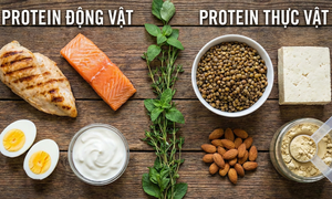 Protein động vật v&#224; protein thực vật - loại n&#224;o tốt hơn?