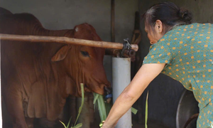 Mô hình tặng bò sinh sản cho hội viên khó khăn giúp nhiều nông dân thoát nghèo