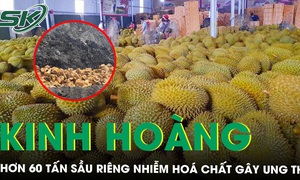 Kinh hoàng hơn 60 tấn sầu riêng nhiễm hoá chất gây ung thư được Thái Lan tiêu huỷ