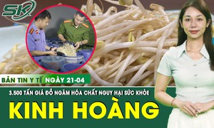 Bản tin Y tế 21/4: 3.500 tấn giá đỗ ngâm hóa chất cực nguy hiểm đã được đưa ra thị trường