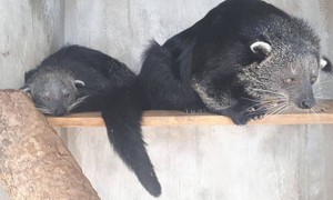 Đề xuất cho phép nhân nuôi các loài hoang dã quý hiếm tránh tình trạng buôn bán bất hợp pháp