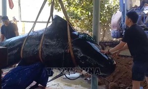 Cá ông liên tục dạt vào bờ chết, được người dân làng biển an táng