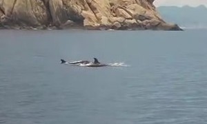 Đàn cá heo ‘tung tăng’ trên biển Nha Trang báo hiệu điều gì?