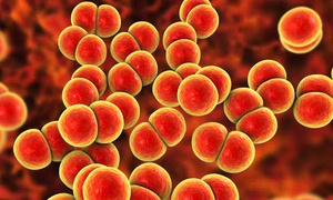 Anh triển khai vaccine phòng bệnh lậu đầu tiên trên thế giới