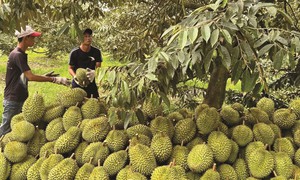 Hiểu thế nào về tồn dư chất vàng O và Cadimi trong sầu riêng?