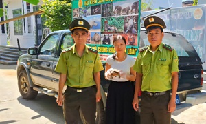 Phát hiện rùa núi vàng quý hiếm trên đường về nhà, người phụ nữ giao nộp kiểm lâm