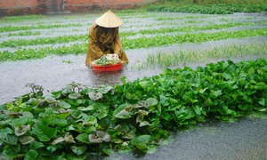 Mưa lũ gây thiệt hại cho các tỉnh miền Bắc