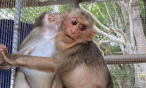 Chạy đua giành giật sự sống cho nhiều loài động vật quý hiếm