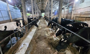 Thông tin sai lệch trên mạng xã hội tác động tiêu cực đến sản xuất, chăn nuôi bò sữa ở Ba Vì