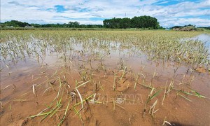 Mưa lớn gây ngập úng gần 700 ha lúa và hoa màu tại các tỉnh phía Bắc