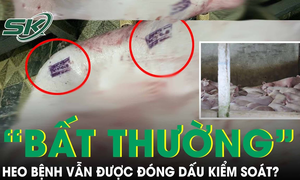 Vì sao heo gia công cho công ty C.P có dấu hiệu ‘bất thường’ vẫn được đóng dấu kiểm soát?