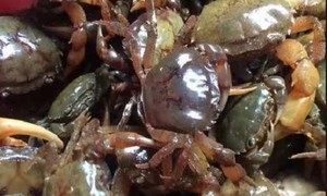 7 lưu ý cần thiết khi ăn cua đồng trong mùa hè