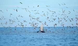 Bảo vệ cá voi quý hiếm thường xuyên xuất hiện ở biển Gia Lai bằng cách nào?