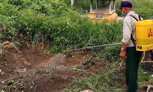Phát hiện lợn có chấm đỏ, biểu hiện bệnh tích tại lò mổ ở Huế