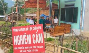 Xuất hiện tình trạng bán tháo lợn bệnh khi dịch tả lợn châu Phi lan rộng