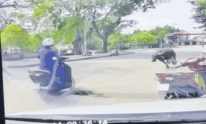 Trâu xổng chuồng húc người đi đường gãy xương, ai phải bồi thường?