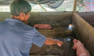 Huế tăng cường phòng chống dịch sau khi một xã có nhiều con lợn chết