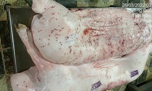 Vụ Công ty C.P. Việt Nam bị 'tố' dùng lợn bệnh: Không khởi tố vụ án vì không có dấu hiệu tội phạm