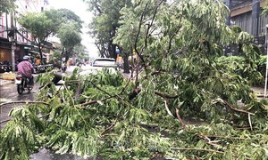 Cây xanh đổ hàng loạt tại Thành phố Hồ Chí Minh sau mưa giông