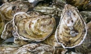 Vỏ hàu thường bị bỏ đi lại là vị thuốc tốt không ngờ