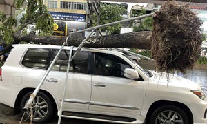 Ai sẽ phải chịu trách nhiệm khi cây đổ đè trúng ô tô sau dông lớn?