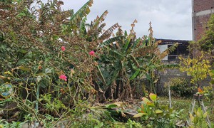 Nhà máy bột giặt nhận trách nhiệm vụ rò rỉ hóa chất làm một vài người dân phải nhập viện