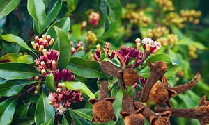 7 lợi ích sức khỏe khi uống nước đinh hương lúc bụng đói