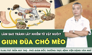 [LIVE] Nhiễm giun đũa ch&#243; m&#232;o từ vật nu&#244;i, l&#224;m sao để ph&#242;ng tr&#225;nh?