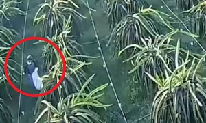 Người trồng thanh long ở Lâm Đồng khổ vì nạn trộm cắp bóng đèn