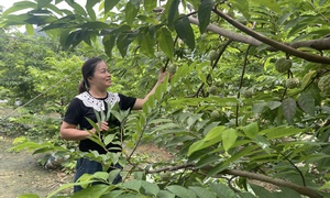 Bình đẳng giới, 'chìa khóa' để phát triển kinh tế gia đình